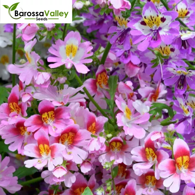 SCHIZANTHUS ANGEL WINGS MIXED Seeds FLOWERS