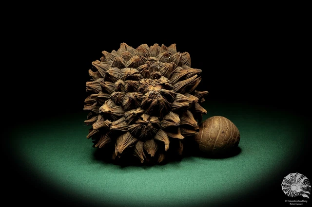 Phytelephas macrocarpa Sudamérica palma reciente frutos secos fruta seca decoración