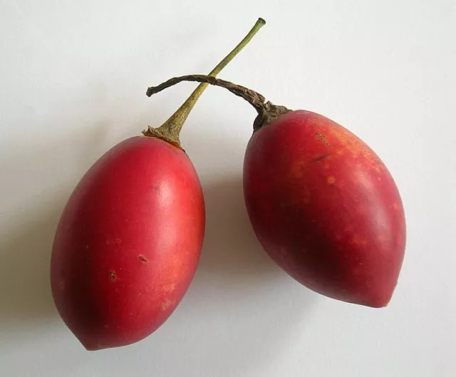 Tamarillo Seeds Tree Tomato Solanum Betaceum Red Edible