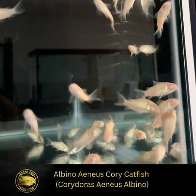 Albino Cory  - Albino  Aeneus Catfish - Live Fish (.75" - 1")