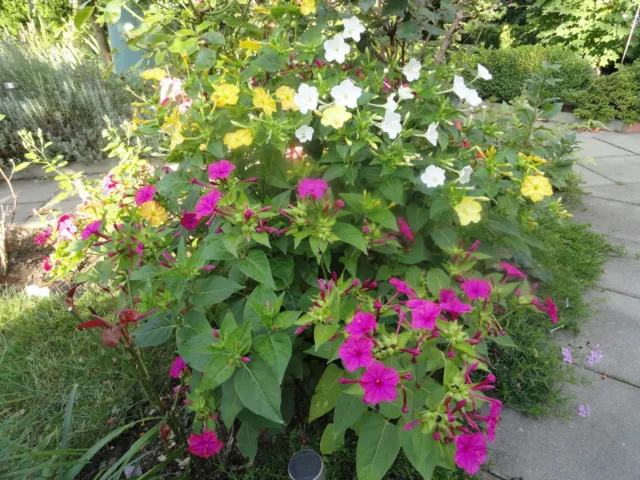 Wunderblume (Vieruhrblume)  Mirabilis jalapa,  30 Samen, gemischt.