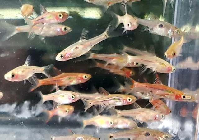 Assorted Boraras Dwarf Rasboras LIVE FISH Read Description