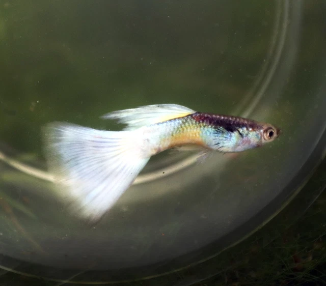IFGA WHITE AOC Guppy Fish Fancy Show Quality Live Guppies Fry or Pair *RARE!*