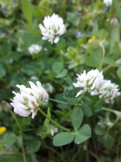 5.000 Semi Trifoglio Bianco Trifolium Repens White Clover azotofissatrice seeds