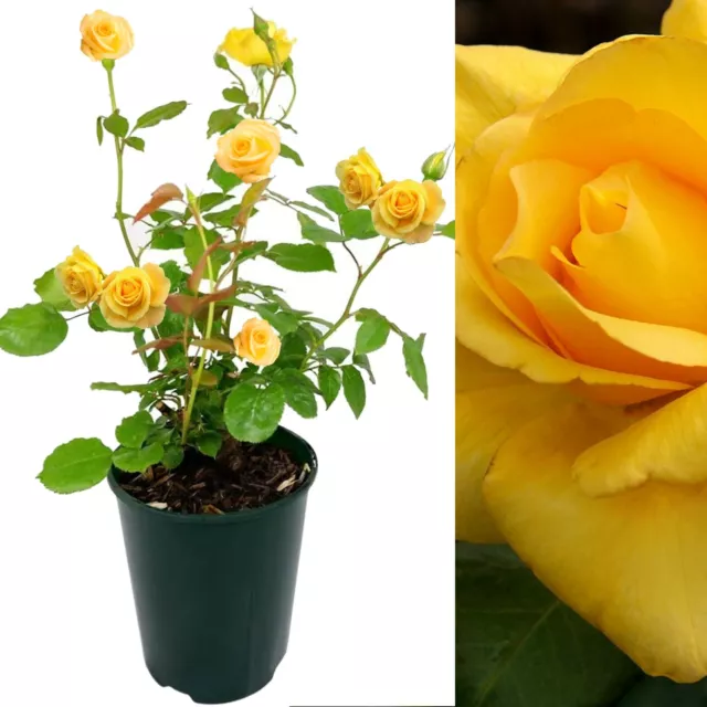 Rose Bush Smiley Face - Floribunda Yellow Hybrid Tea Rose in a 3L Pot