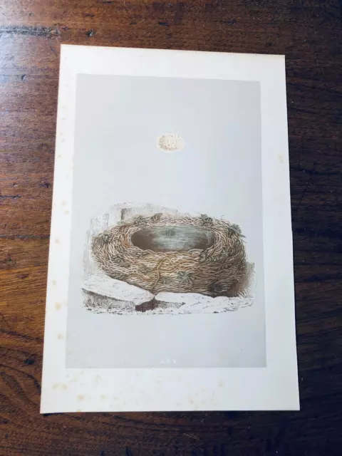 Antique Print Lithograph Handcolored 6.5 x 10" BIRD NEST & EGG c. 1875 Morris