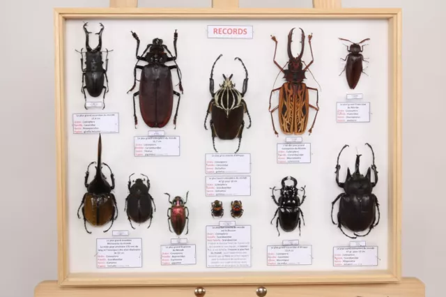ENTOMOLOGIE COLLECTION DU Muséum des insectes du monde Lot N°32 Records ...