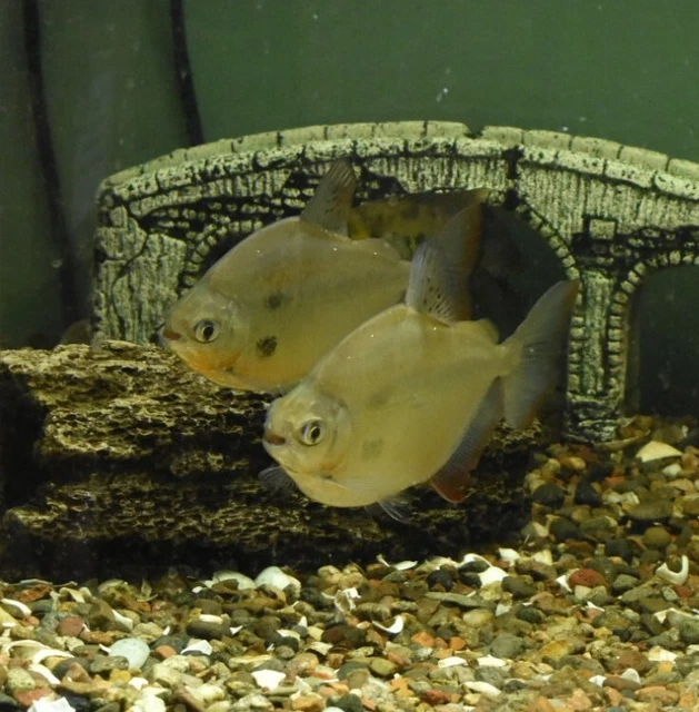 Live Silver Dollar Proven Breeder Pair (6" Tropical Freshwater Aquarium Fish)