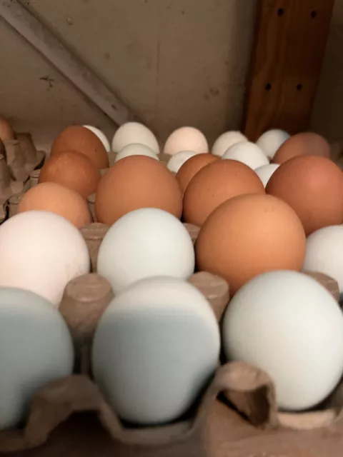 6 x Fertile Mixed Breeds Chicken hatching eggs, Lovely Various Egg Colours