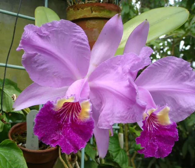 Orchid Orchidee Cattleya lueddemanniana, Fragrant (41 Pr)