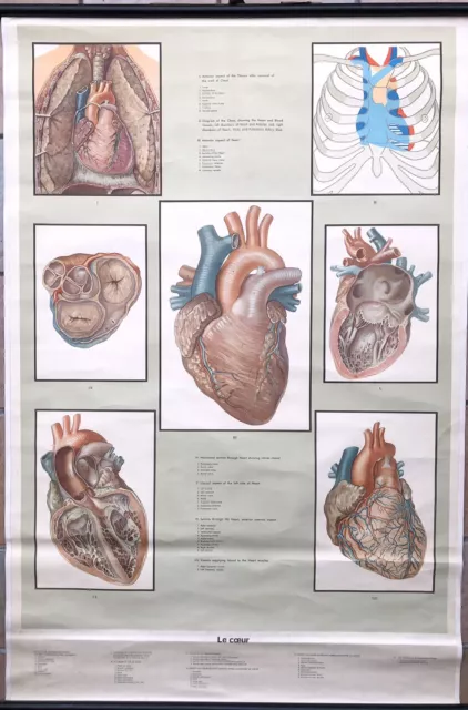 ancienne affiche Cœur Ecole De Médecine Cabinet curiosités sciences humaine