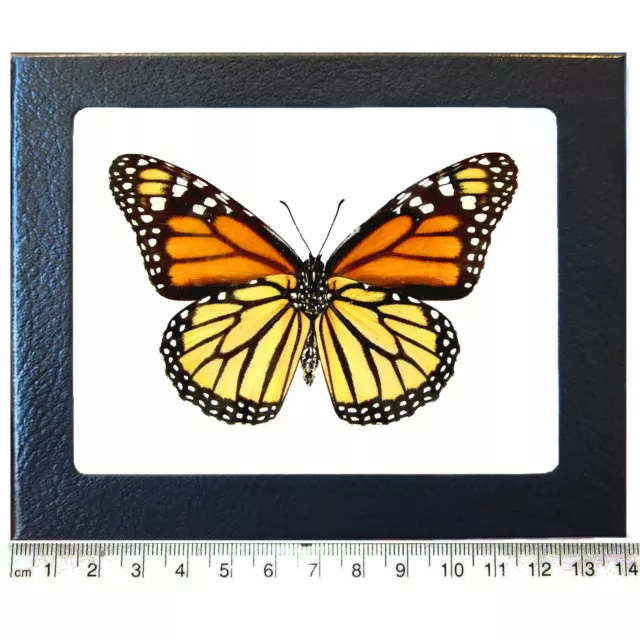 Danaus plexippus verso REAL ORANGE BLACK MONARCH FRAMED BUTTERFLY INSECT