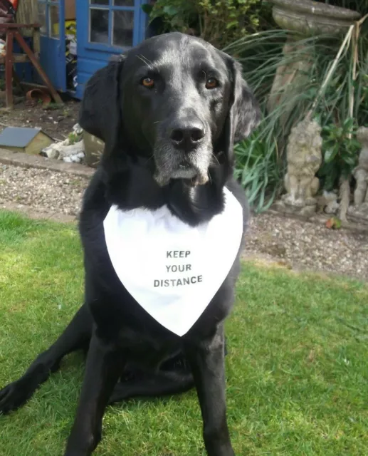 KEEP YOUR DISTANCE Dog Bandana col coulissant BLANC