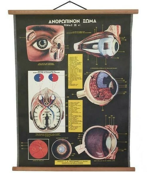VINTAGE EYE ANATOMY Pull Down Chart, Eyeball Chart, Vintage Human Body