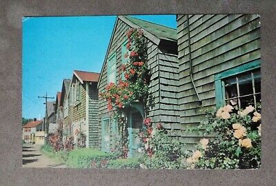 1977 Printed Postcard - Rockport Massachusetts - Cape Ann Bearskin Neck Roses