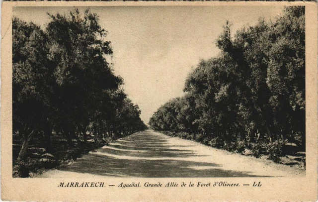 CPA AK MAROC MARRAKECH Aguedal Grande Allée de la Foret (10566)