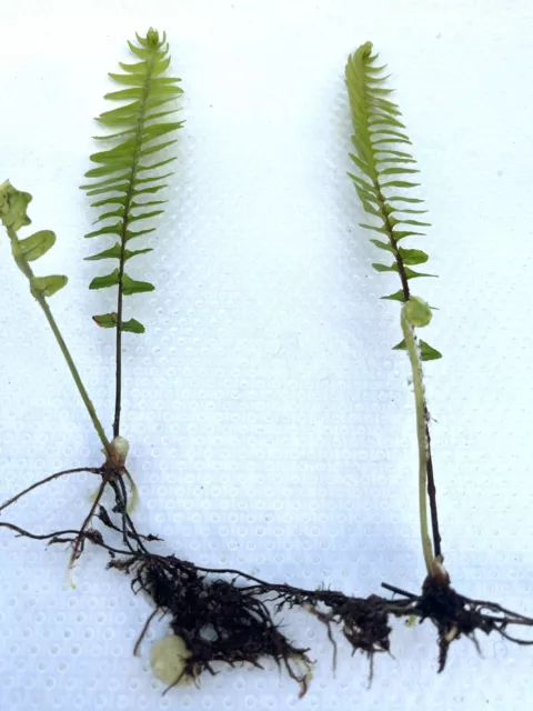 2 x Live Boston Fern plant Bare-rooted Rhizomes Sword Fern Indoor Shade Plant