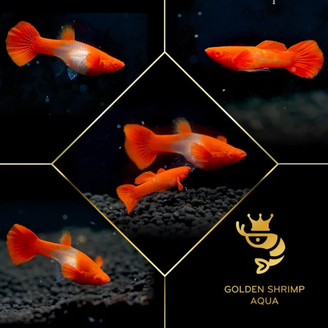 1 Trio of Albino Red KOI - Live Aquarium Guppy Fish - High Quality Live Fish