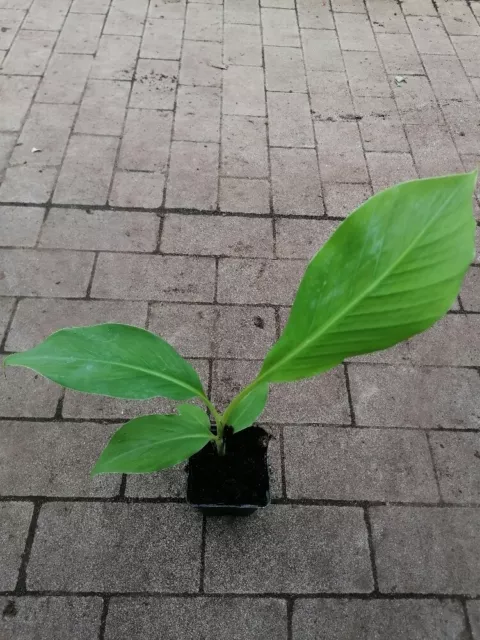 Musa Dajiao 30-60 cm - Daijio Banane - Kochbanane - Musa 'Da Jiao'