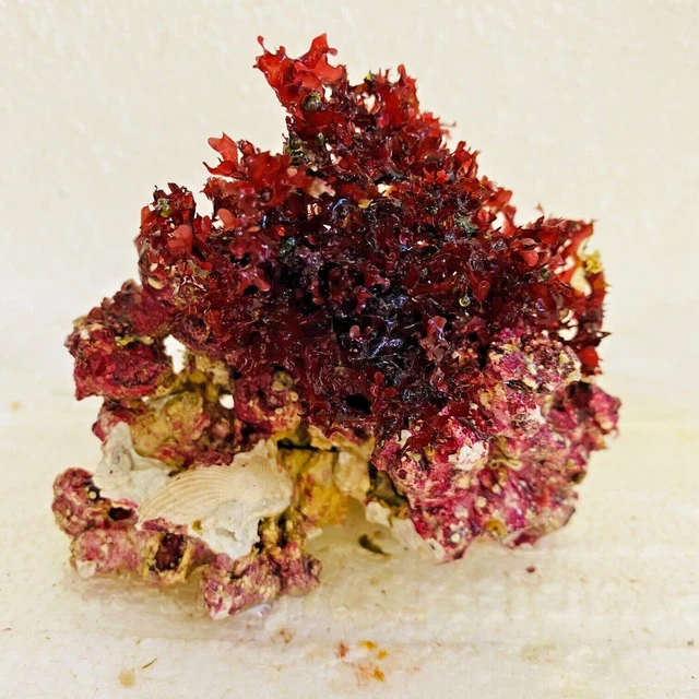Roca viva 10x6x7 Nano acuario de agua de mar con Gracilaria agua de mar alga