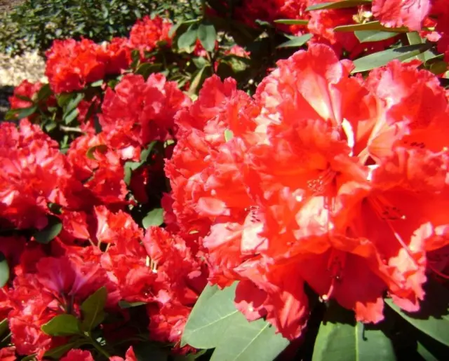 1X Extra Large Specimen Rhododendron Hybrid Lord Roberts Red Plant - 10L