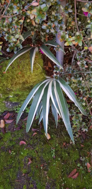 iris japonica  aphrodite varigated leaves spreading ground cover  plant.