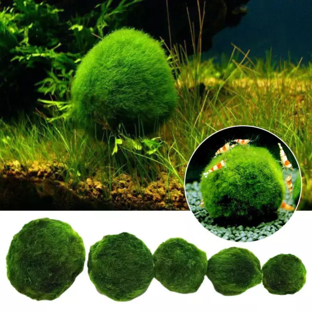 Aquarium Landscaping Decoration Green Algae Balls✨h