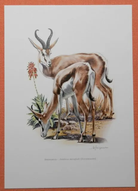 Kap Springbock Antidorcas marsupialis Antilope Gazelle   Farbdruck 1958 Zoologie
