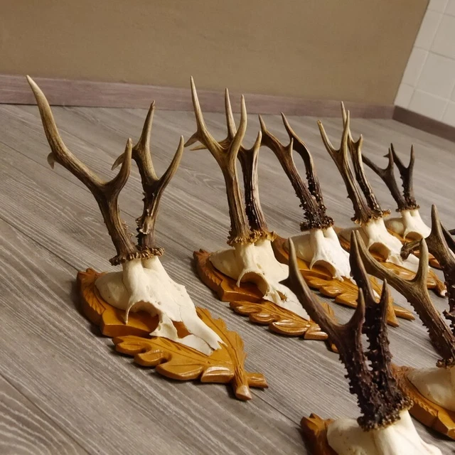 15 Pieza Cornamenta de Corzo En Tallado Escudo Trofeo Ciervo Bock 3