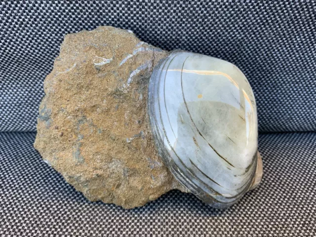 Rare Polished Fossil Bivalve Scunthorpe UK Cardinia sp 200 Million Years Old !
