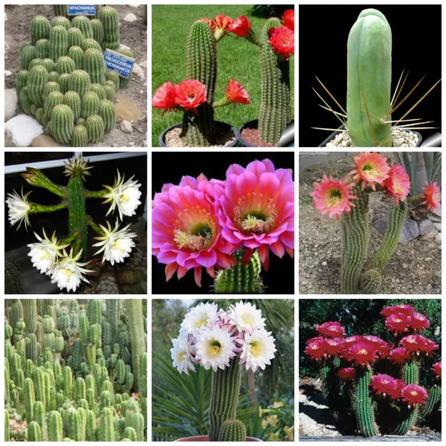 20 graines de Tricho cereus mèlanges,plantes grasses, cactus seeds mix , F