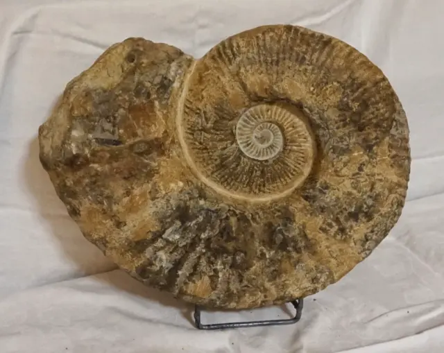 AMMONIT XXXL Fossilie Schnecke Oberkreide groß ca 100 Millionen Jahre Marokko c7