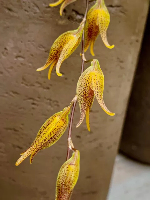 Pleurothallis 'Golden Bells Spots' planta con flores orquídea Masdevallia 2