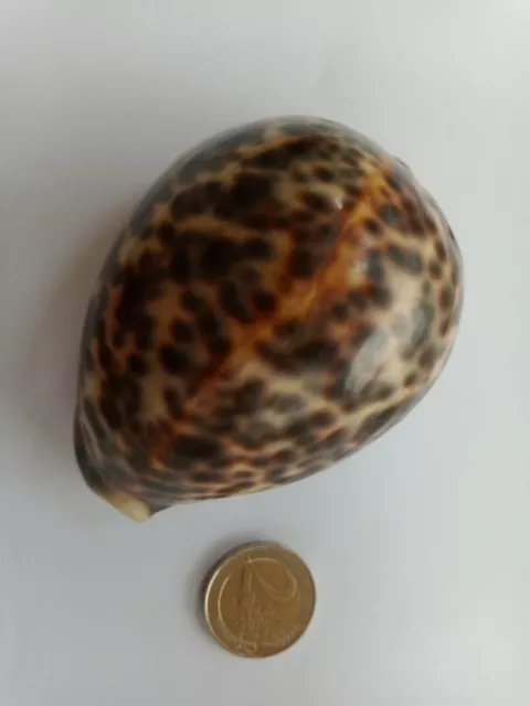 Coquillages de collection rare aquarium déco cipraeas tigris 9/7/5 cm