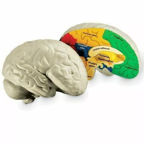 Learning Resources Soft Foam Cross Section Brain Model Teaching Aid