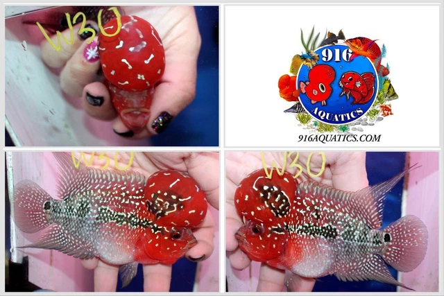 3.5 Inch High Grade Super Red Dragon Live Flowerhorn #W30