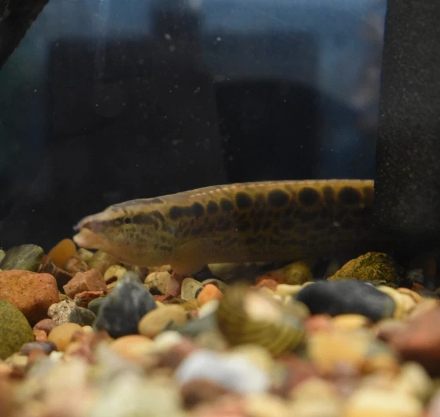 Live Tire Track Zig Zag Eeel (9-10" Freshwater Aquarium Fish) PLS READ DESCR 7