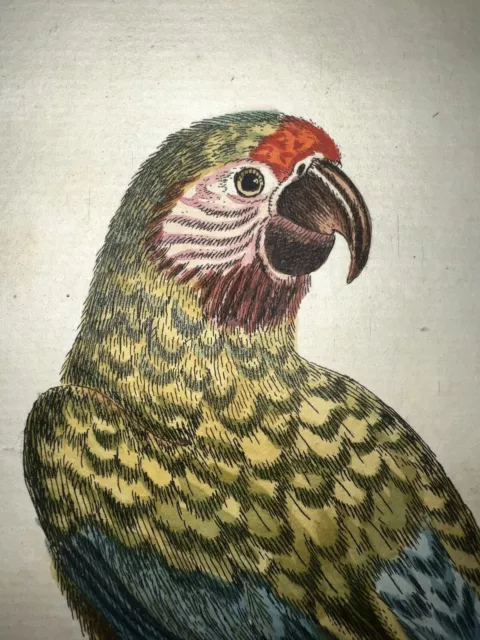 Antique Engraving Edwards Seligmann C1750 Birds Plate 2 Parrot Macaw