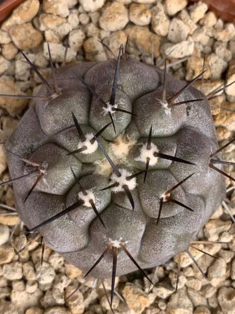 Copiapoa Cinerea 2 Own Roots Pot 9Cm D4,5Cm Hcm