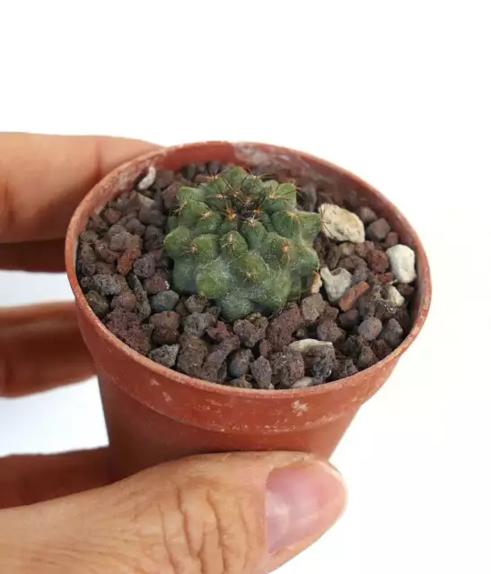 Copiapoa serpentisulcata W7 3