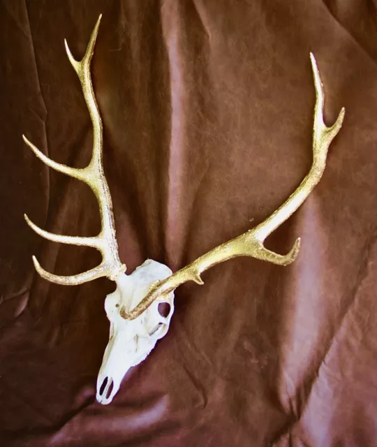 Gold Leafed 10 Pointed Red Stag Head from The Scottish Highlands 3