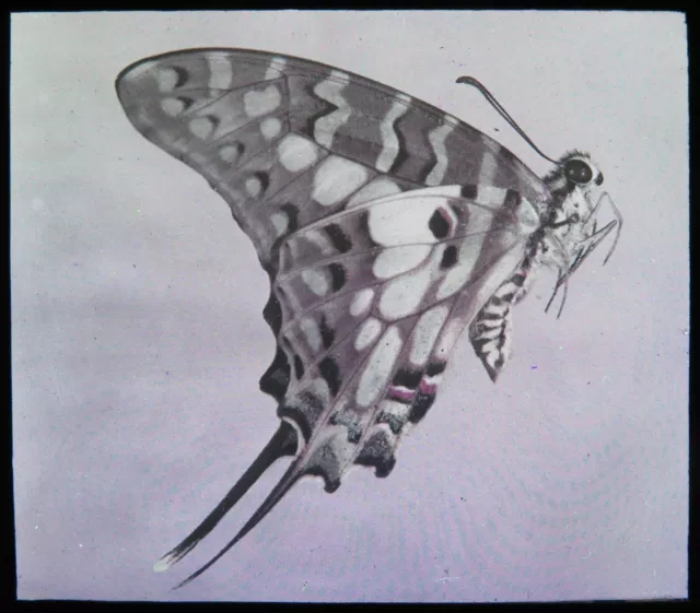 Antike magische Laterne Rutsche ~ Graphium Antheus gestreifter Schwertschwanz Schmetterling