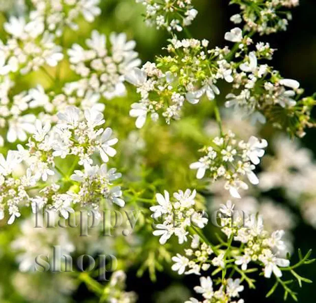 CORIANDER - 400 SEEDS - cilantro - Coriandrum sativum - Herb - HERBS 2