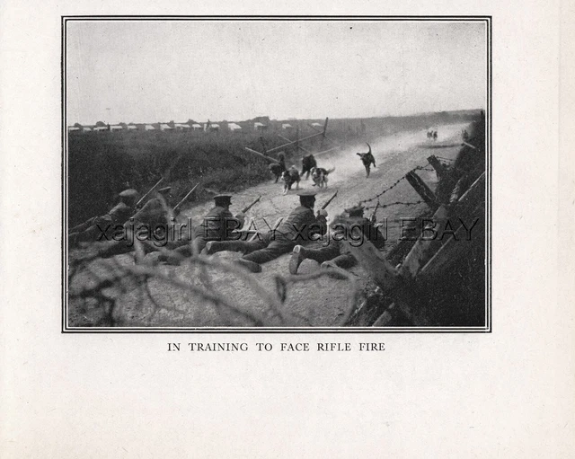 DOG War Dog Trained to Gunfire, Bloodhound & Border Collie, Rare Antique Print