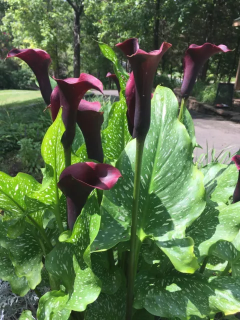 Black Zantedeschia - SCWARZWALDER- Perennial Calla Lily Plant BULB    SIZE 14/16 3