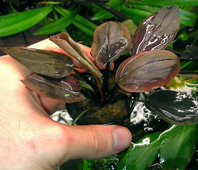 Pianta Vera Piante Acquario Rossa Lagenandra Meeboldii Red Easy Aquarium Plant !