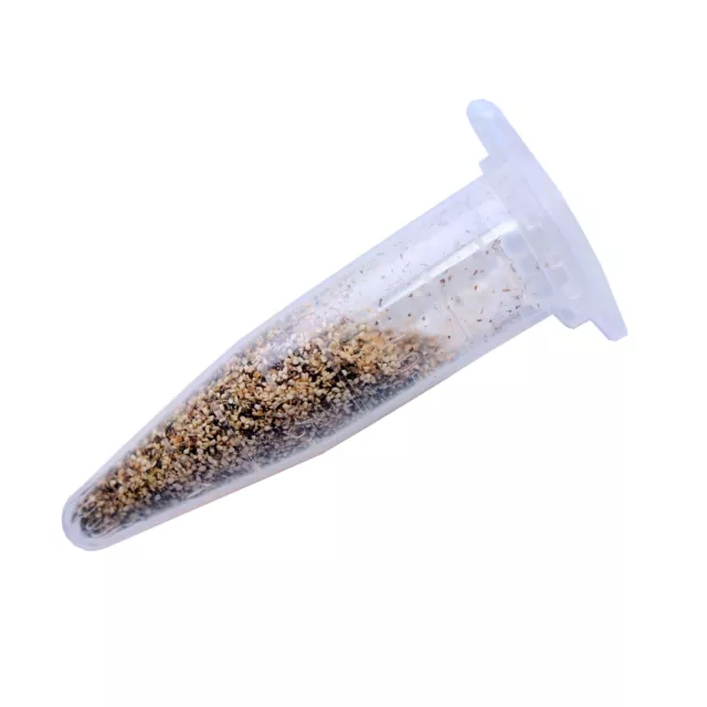 Moina Macrocopa Eggs Live Fish Food