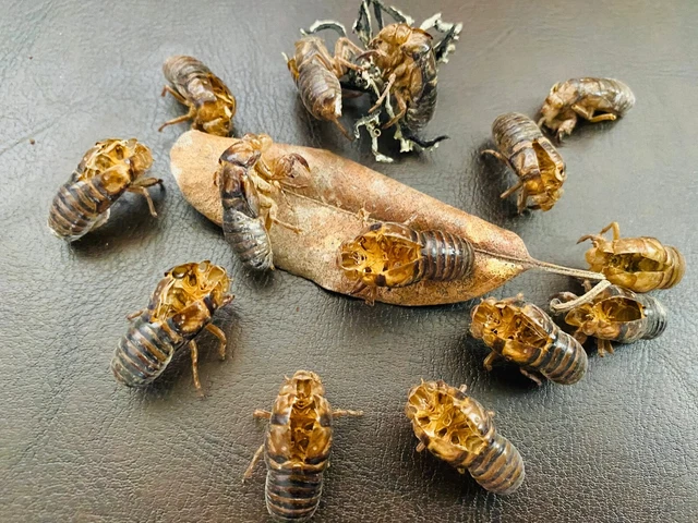 Exoskeleton Cicada Skins lot of 10 Educational Creepy Craft Eco Decor Entomology