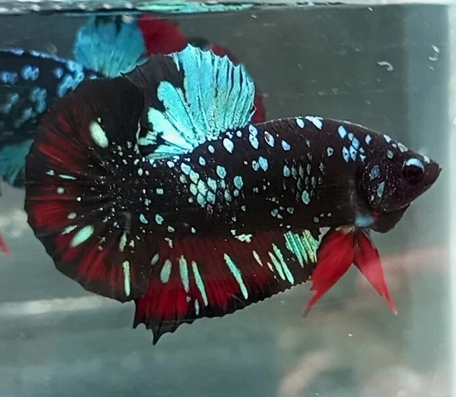 Betta Avatar Gordon ohmpk male same fish as the photos