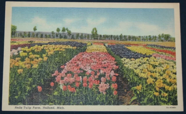 Nellis Tulip Farm, Holland, MI Postcard